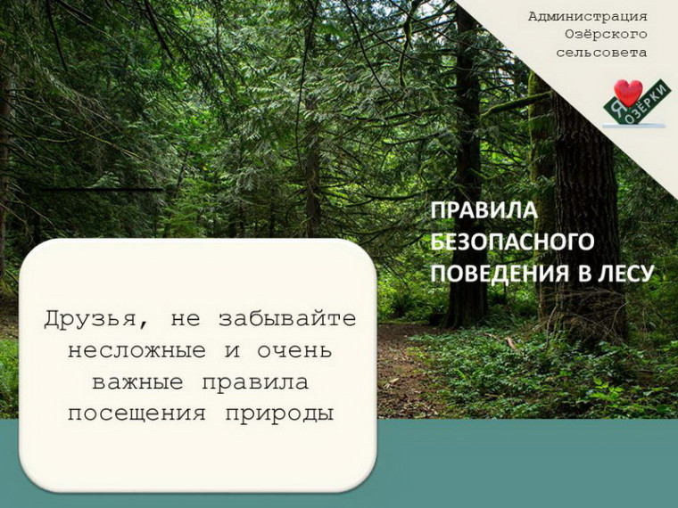 Правила безопасного поведения в лесу. Правила безопасного поведения в лесу.